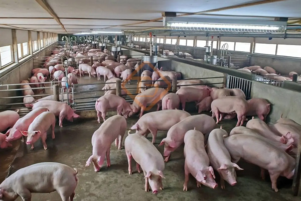 養殖場糞便怎么處理變成有機肥?養豬廠糞污有機肥生產線如何建? 養殖場糞便怎么處理變成有機肥?養豬廠糞污有機肥生產線如何建?