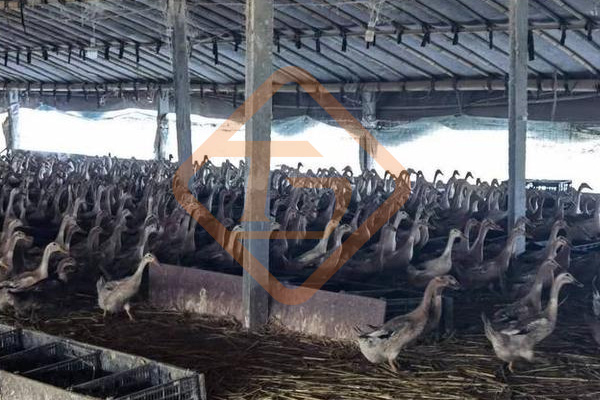 鴨糞有機肥料生產設備有哪些?鴨糞如何制造有機肥? 鴨糞有機肥料生產設備有哪些?鴨糞如何制造有機肥?