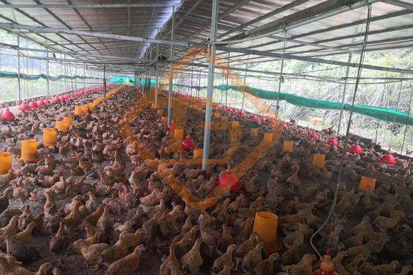 成套雞糞有機肥設備價格費用是多少錢 成套雞糞有機肥設備價格費用是多少錢