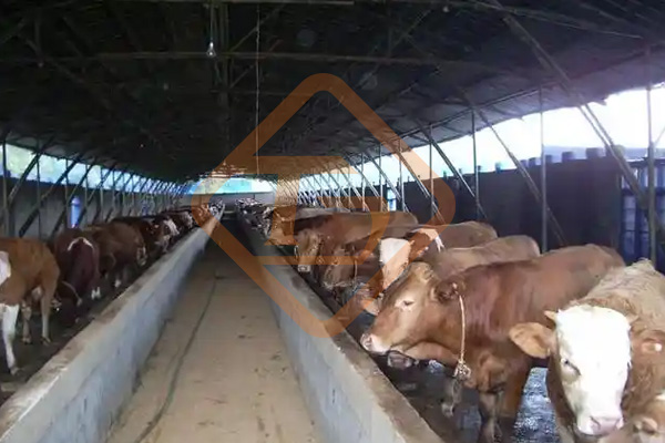 養牛場牛糞如何處理?牛糞這樣處理,環保部門也鼓勵你養牛 養牛場牛糞如何處理?牛糞這樣處理,環保部門也鼓勵你養牛